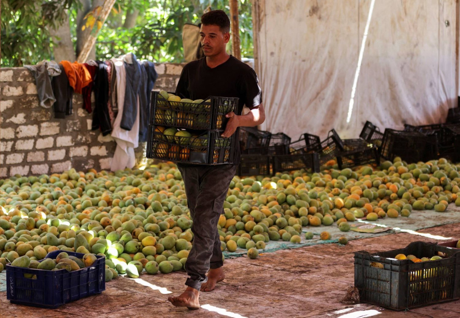 استقالة الرئيس التنفيذي لصندوق مصر السيادي