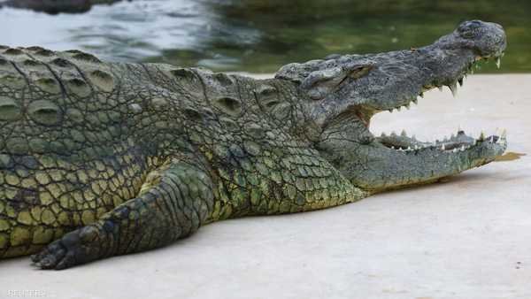 العثور على بقايا امرأة داخل جوف تمساح في إندونيسيا