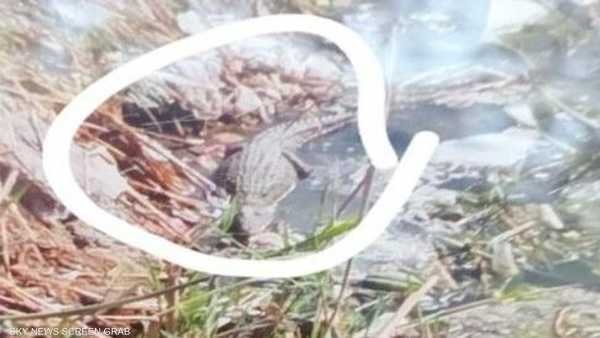 مصر.. العثور على “تمساح البدرشين” وبيان من محافظة الجيزة