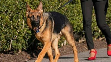 حبس مدير مستشفى بمصر.. والسبب “كلب عقر سيدتين”