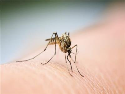 «حمى الكسل» في تزايد.. ما يجب معرفته عن فيروس أوروبوش