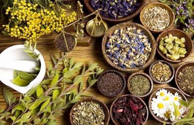 10 مليار دولار سنويًا.. “خبير” يوضح عوائد التصدير من النباتات الطبية والعطرية