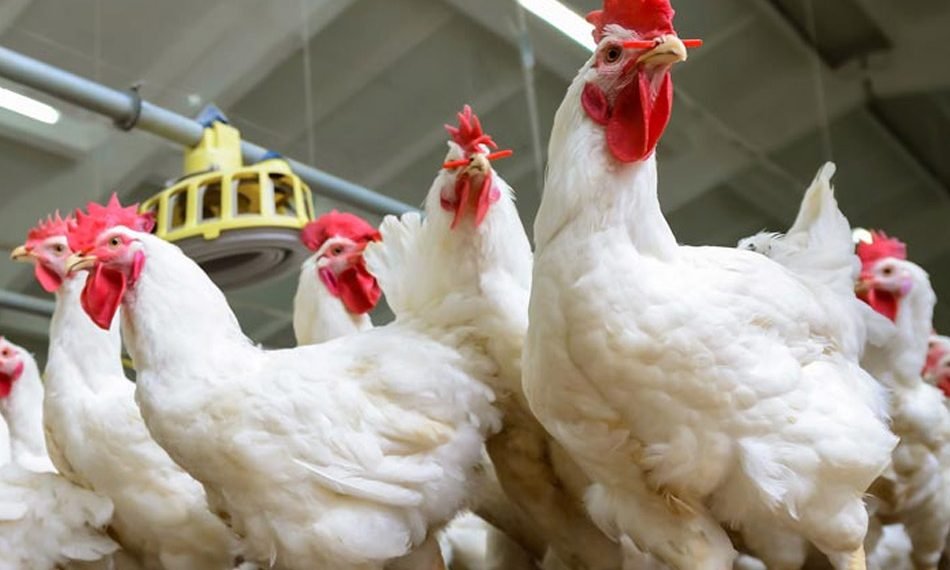 7 جنيهات للكيلو.. ارتفاع أسعار الدواجن البيضاء اليوم الثلاثاء في الأسواق