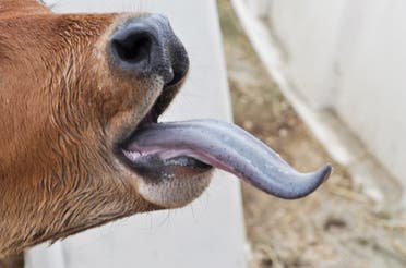 “خبير”: مرض اللسان الأزرق يؤدي لنفوق الأغنام