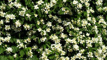 “أبو صدام”: مصر تنتج نحو 65% من عجينة الياسمين في العالم