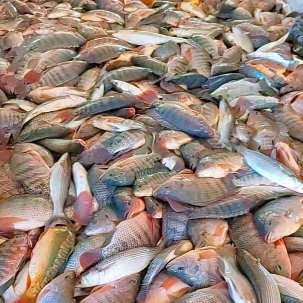 “القومي للبحوث”: ارتفاع أسعار الأسماك بالأسواق يعود لقلة المعروض