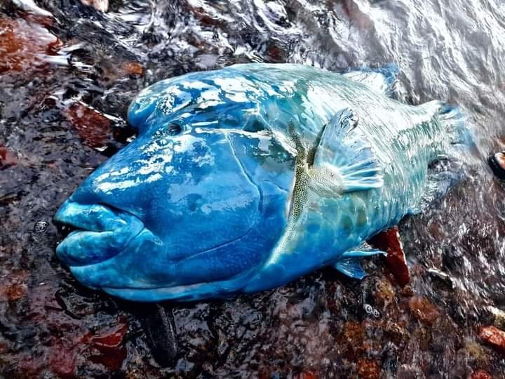 العثور على سمكة نابليون النادرة فى شواطئ دهب