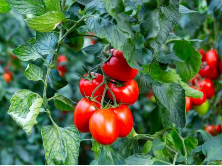 “شعبة الخضروات والفاكهة”: ارتفاع درجات الحرارة تسبب في تراجع الإنتاج بنسبة 50%