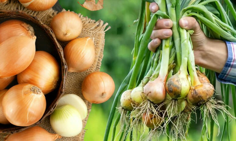 وزير الزراعة يعلن فتح السوق الكوستاريكي أمام صادرات مصر من البصل الطازج