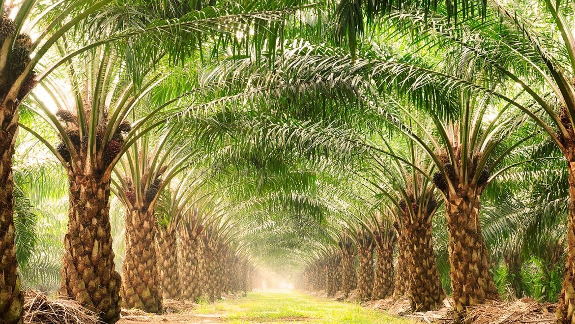 “المركزي للنخيل” ينظم ندوة إرشادية عن الأصناف الاقتصادية من نخيل البرحي