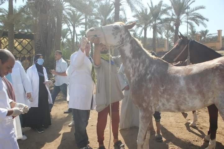 “الخدمات البيطرية” تعالج 1177 رأس ماشية من الخيول والجمال والدواب بمنطقة سقارة بالهرم