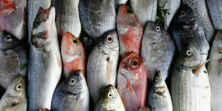 تراجع طفيف في أسعار الأسماك اليوم الثلاثاء 1 أكتوبر في سوق العبور