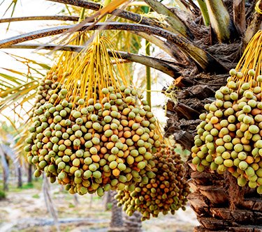 “الزراعة” تستعرض تقريرًا بأنشطة المعمل المركزي للنخيل