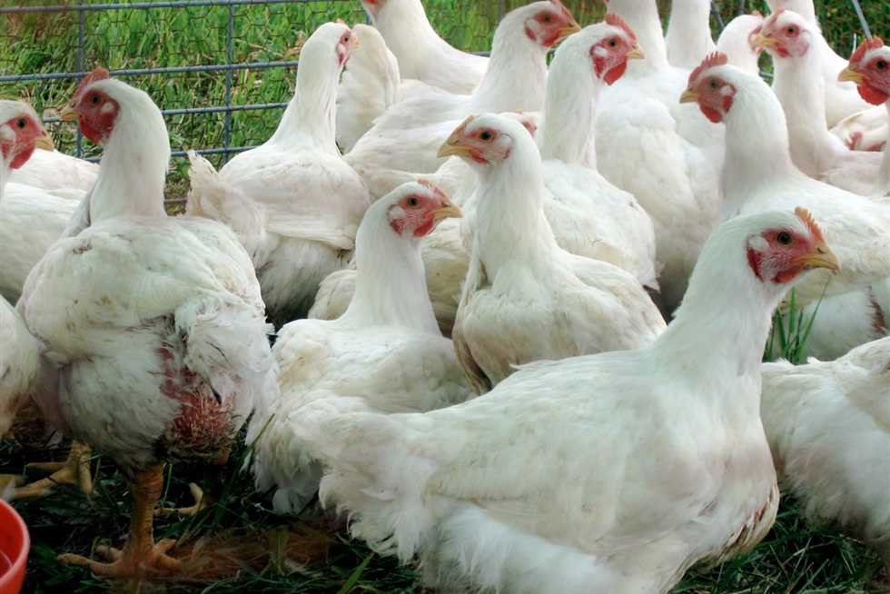 “شعبة الدواجن” تكشف أسباب ارتفاع أسعار الدواجن في الأسواق