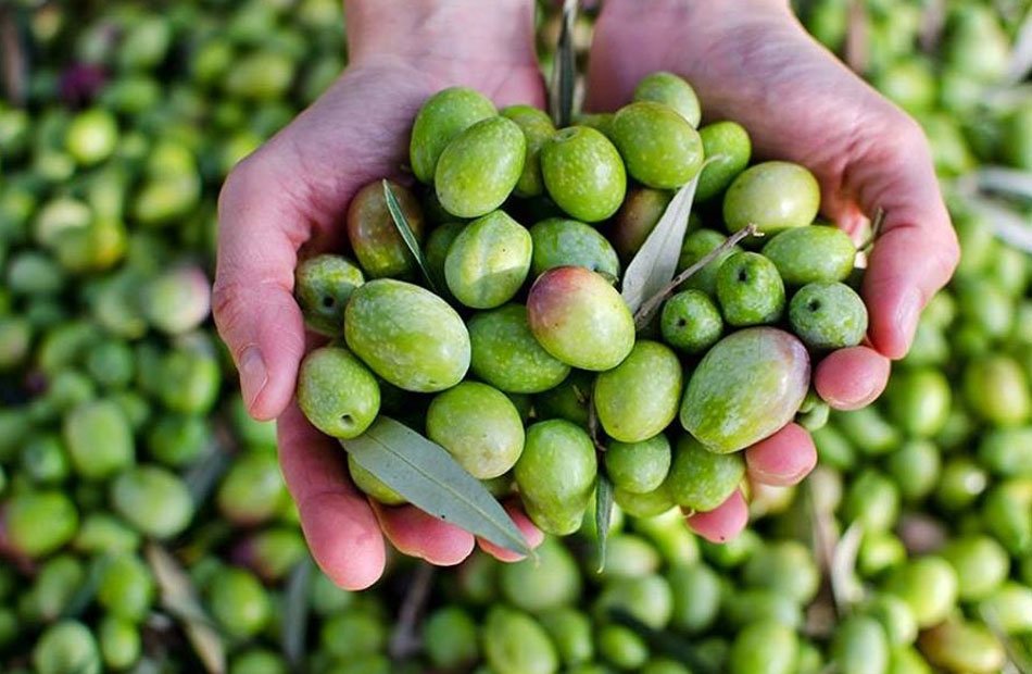 تونس تتوقع زيادة إنتاج زيت الزيتون 55% في الموسم الحالي
