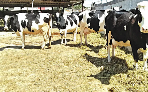 “الزراعة” تطلق الحملة القومية الثالثة لتحصين المواشي ضد الحمى القلاعية والوادي المتصدع