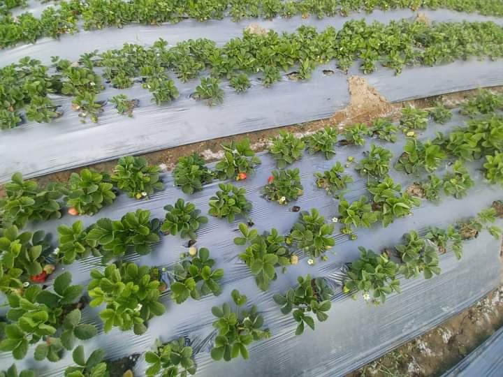 انطلاق موسم تصدير الفراولة المصرية إلى مختلف دول العالم