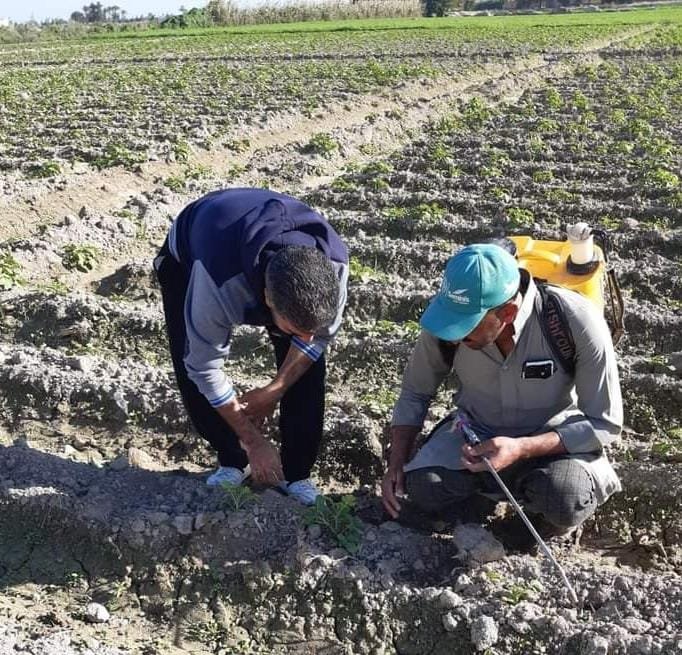 “الزراعة” تقدم الدعم الفني لمزارعي البساتين في الإسكندرية