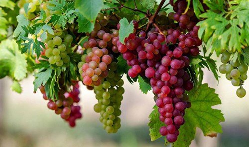 “الزراعة” تعلن فتح صادرات العنب أمام السوق الفيتنامي