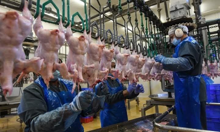 685 مليون دولار صادرات “مصنعات الدواجن” العام الماضي.. ومصر الـ19 عالميًا في التصدير