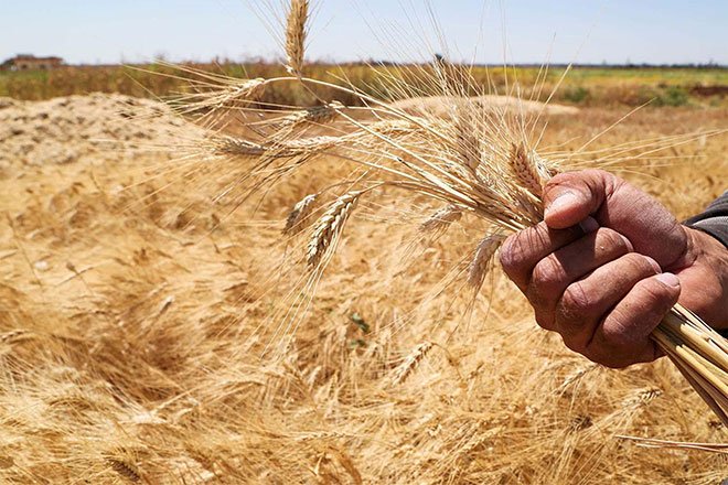 الطقس الدافئ يؤثر على محاصيل الحبوب في روسيا