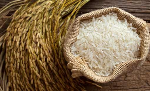 الزراعة تضبط 50 طنًا من تقاوي الأرز غير المعتمدة في كفر الشيخ