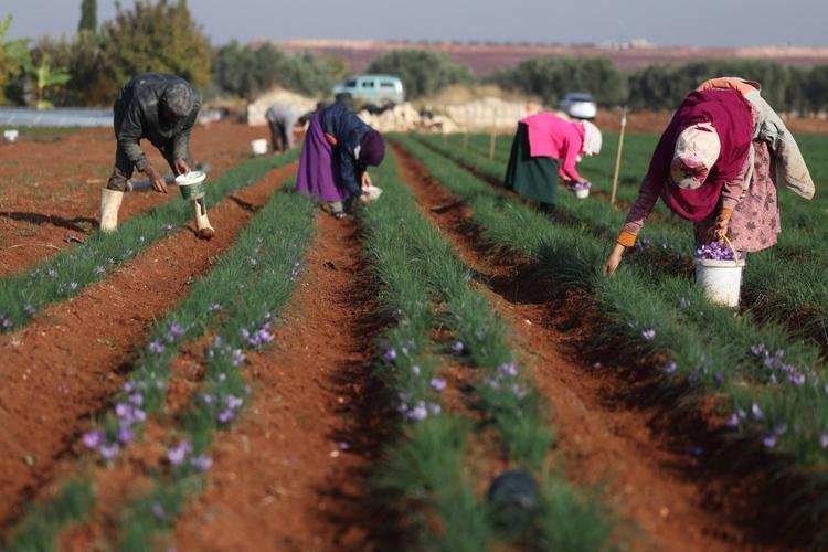 الفاو استمرار أزمة الأمن الغذائي في سوريا