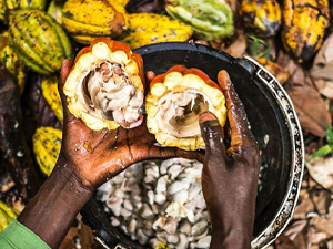 انخفاض العقود الآجلة للكاكاو لأدنى مستوى في 5 أشهر