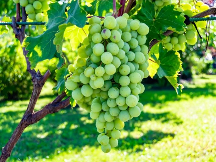 الحجر الزراعي يعقد ورشة عمل لتدريب الفاحصين على المنظومة الإلكترونية استعدادًا لموسم تصدير العنب