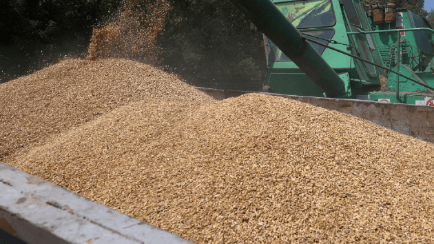 العراق يشتري 3.4 مليون طن قمح محلي حتى الآن ويستهدف 5 ملايين طن خلال موسم الحصاد