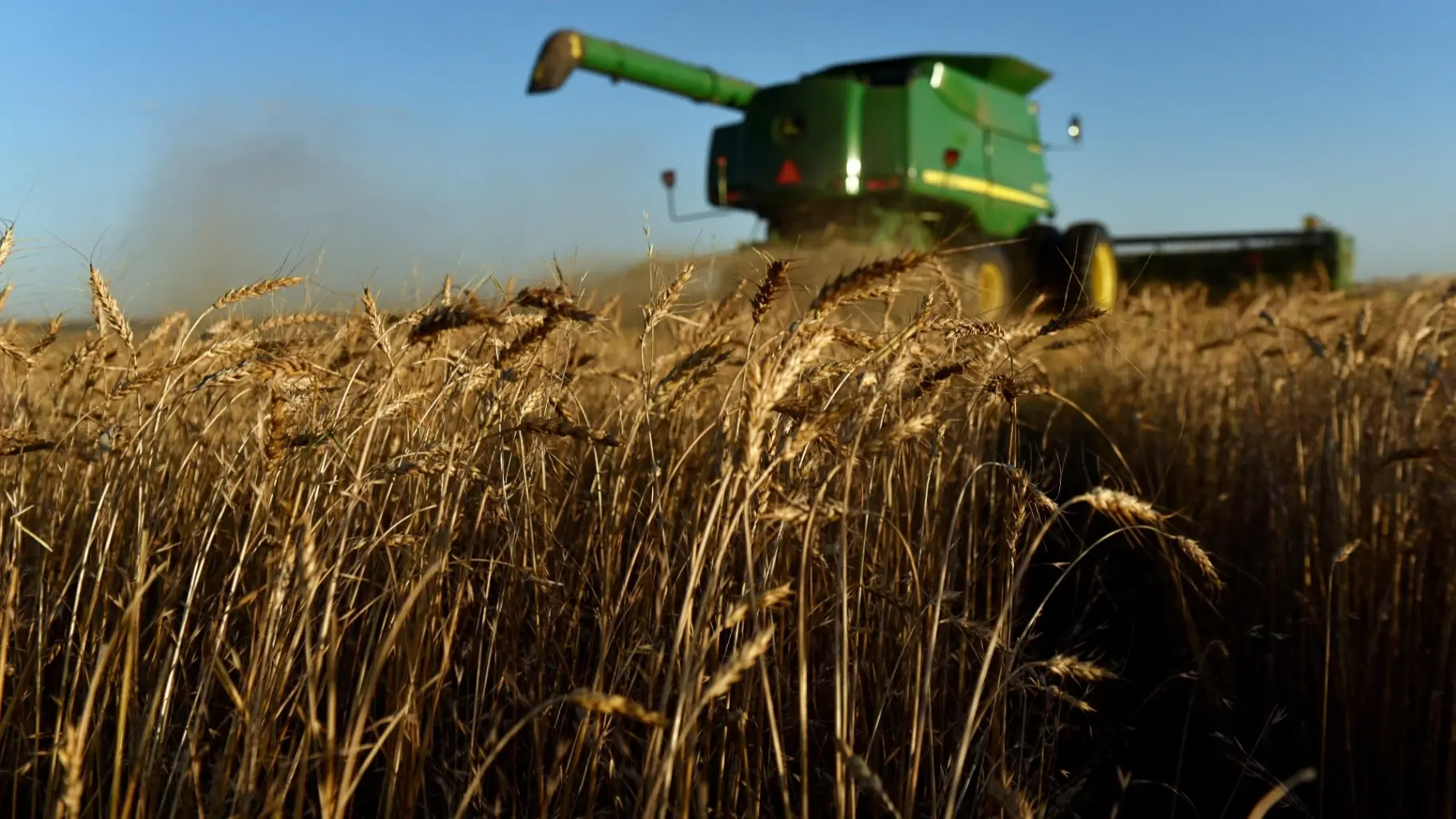 القمح الأوروبي يصعد إلى أعلى مستوى منذ أغسطس بفعل ارتفاع أسعار النفط 