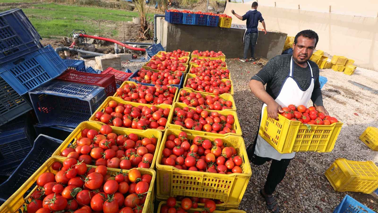 ارتفاع صادرات مصر الغذائية إلى 243 ألف طن خلال الأسبوع الأول من مارس