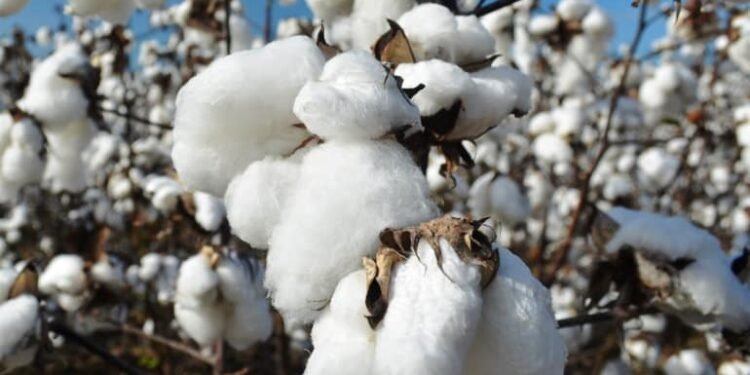 مبكرة النضج وموفرة للمياه.. “الزراعة” تعلن خريطة أصناف القطن المعتمدة لموسم 2026
