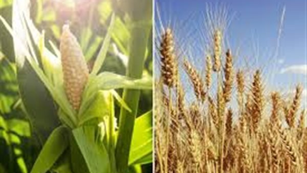 تراجع أسعار القمح والذرة مع تهدئة التوترات في الشرق الأوسط