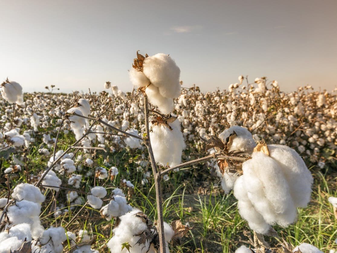 القطن يسجل أعلى مستوياته منذ عامين مع ضغوط نقص الإمدادات